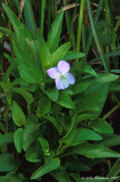 whole plant plus one flower